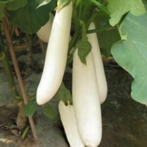 White long brinjal vegetable seeds for planting and growing long, tender white eggplants in home gardens and farms.