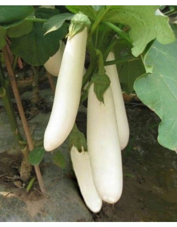White long brinjal vegetable seeds for planting and growing long, tender white eggplants in home gardens and farms.