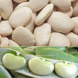 Double Beans Vegetable Seeds for home gardening and vegetable cultivation