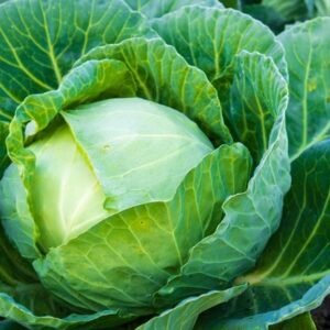 Cabbage vegetable seeds for planting and growing fresh, healthy cabbage heads in home gardens and farms.