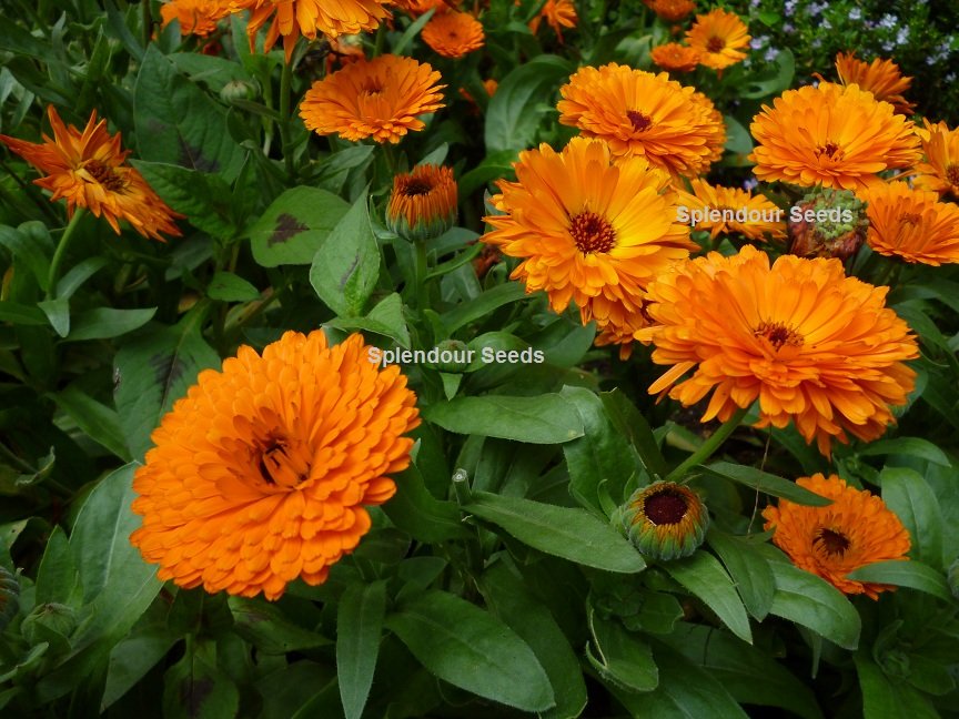Calendula officinalis Orange - Image 2
