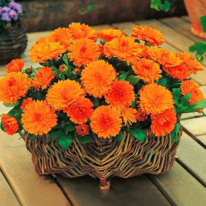 Calendula officinalis orange flower seeds for growing bright orange calendula blooms in gardens, pots, and containers.