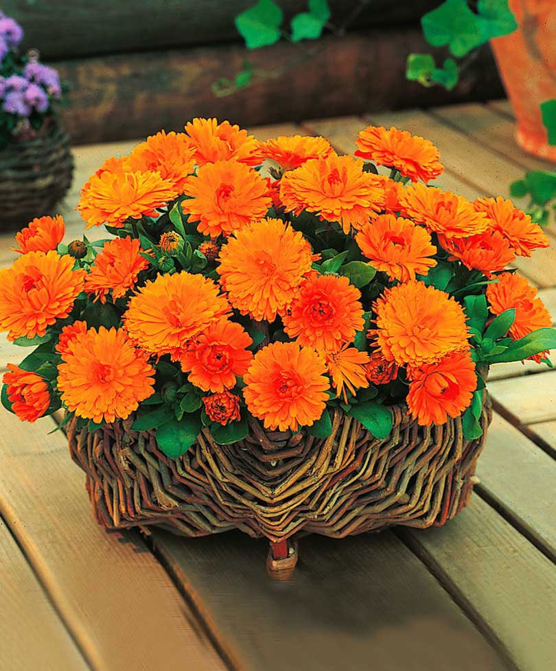 Calendula officinalis orange flower seeds for growing bright orange calendula blooms in gardens, pots, and containers.