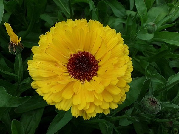 Close-up of Calendula Officinalis Yellow flowers showing bright yellow daisy-like blooms ideal for beds and containers.