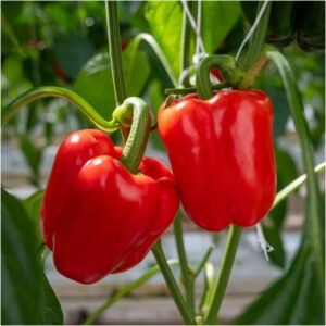 Red capsicum vegetable seeds for planting and growing fresh, colorful red bell peppers in home gardens and farms.