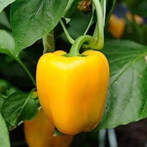 Yellow capsicum vegetable seeds for planting and growing fresh, healthy yellow bell peppers in home gardens and farms.