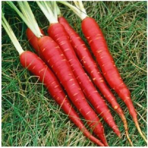 Red carrot vegetable seeds for planting and growing fresh, nutritious red carrots in home gardens and farms.