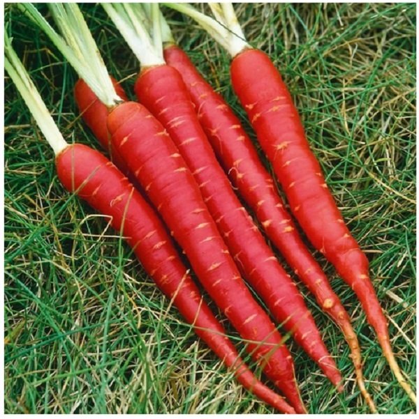 Red carrot vegetable seeds for planting and growing fresh, nutritious red carrots in home gardens and farms.