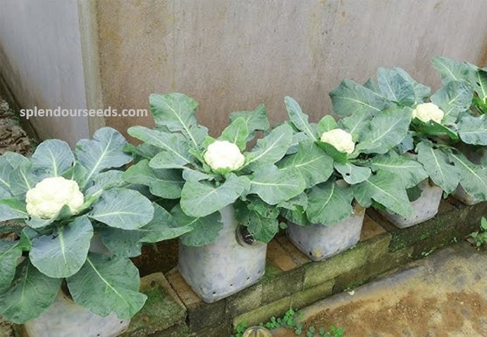 Cauliflower plant with a dense, creamy-white curd ready for harvest, grown from Gardeny Seeds vegetable seeds in home gardens and farms.