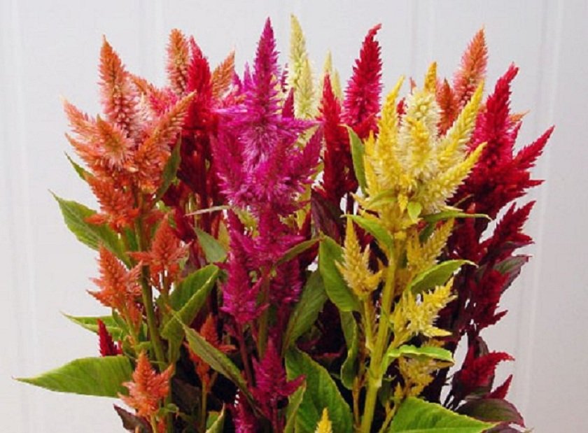 Celosia plumosa - Image 3