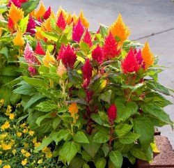Celosia plumosa mix flower seeds for growing colorful feathery celosia blooms in gardens, pots, and containers.