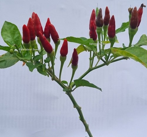 Close-up of Chilli Kanthari (Bird's Eye Chilli) plant with small, fiery green and red pods, ideal for home gardens and farms.