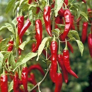 Fresh green chilli peppers grown from Gardeny Seeds chilli vegetable seeds
