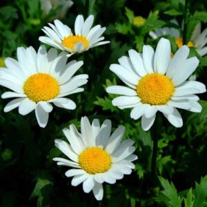 Chrysanthemum Paludosum White flower seeds for growing beautiful white daisy-like blooms in gardens, pots, and containers.