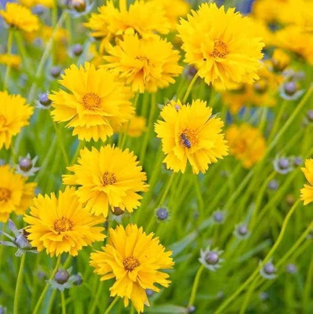 Coreopsis lanceolata flower seeds for growing bright yellow, daisy-like flowers in gardens, pots, and containers.