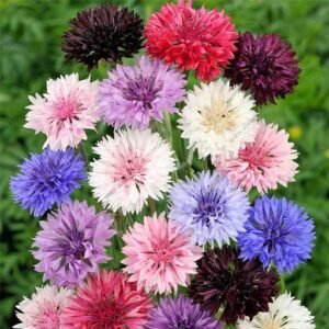Cornflower seeds for growing beautiful blue cornflower blooms in gardens, flower beds, pots, and containers.
