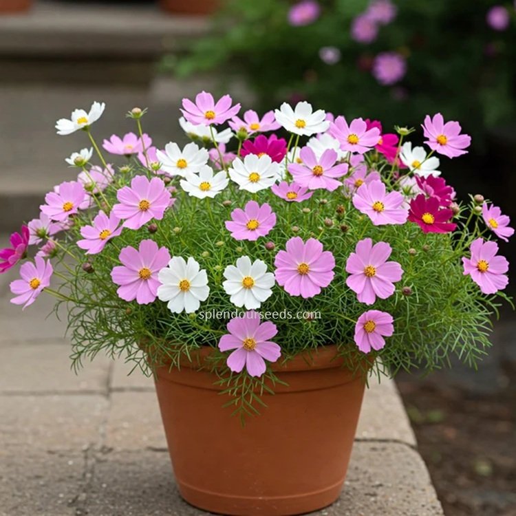 Cosmos Mix flower seeds for growing colorful cosmos blooms in home gardens, flower beds, pots, and containers.