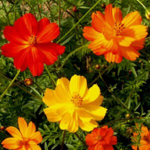 Cosmos Bright Lights flower seeds for growing vibrant, colorful cosmos flowers in home gardens, pots, and containers.