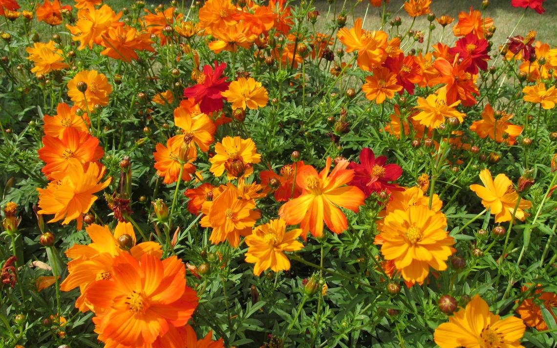 Cosmos Brightlights - Image 2