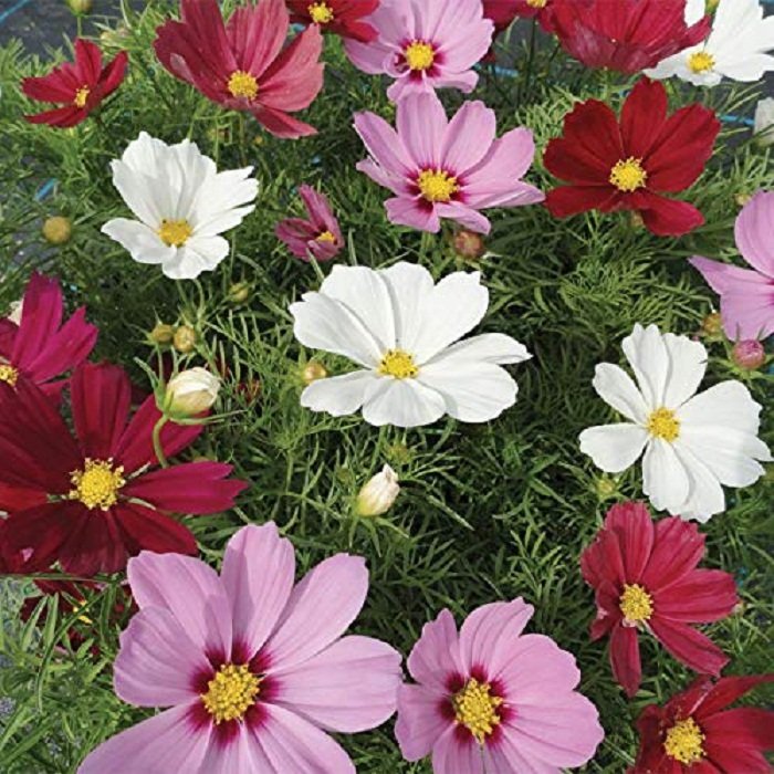 Cosmos Mix - Image 3
