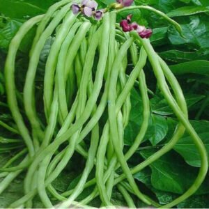 Cowpea vegetable seeds for planting and growing healthy, fresh cowpea plants in home gardens and farms.