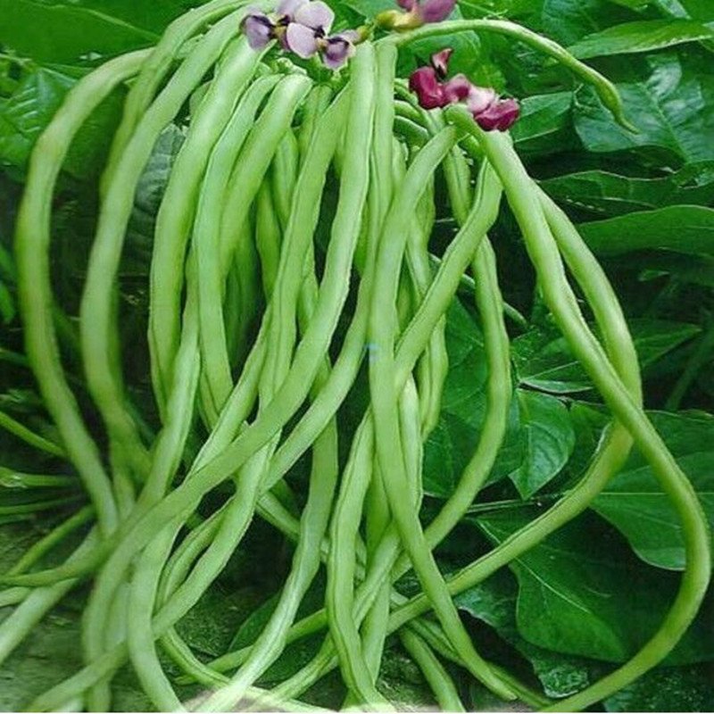 Cowpea vegetable seeds for planting and growing healthy, fresh cowpea plants in home gardens and farms.