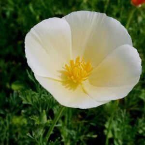 California Poppy White Flower Seeds | Buy White Poppy Seeds