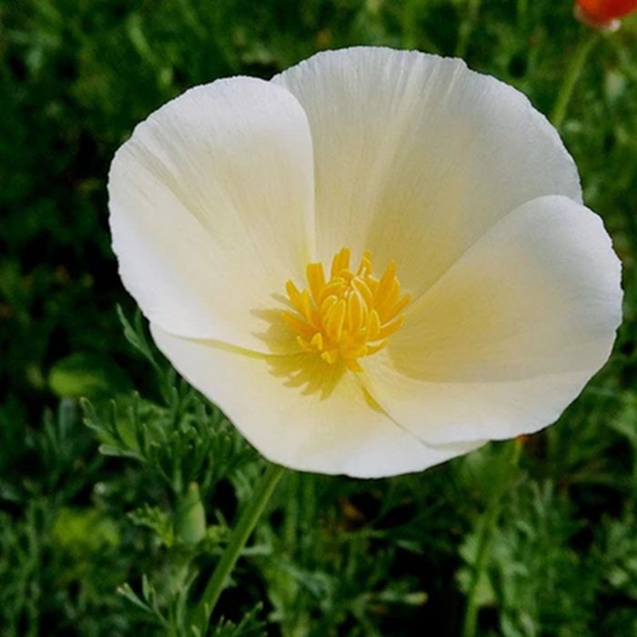 California Poppy White Flower Seeds | Buy White Poppy Seeds