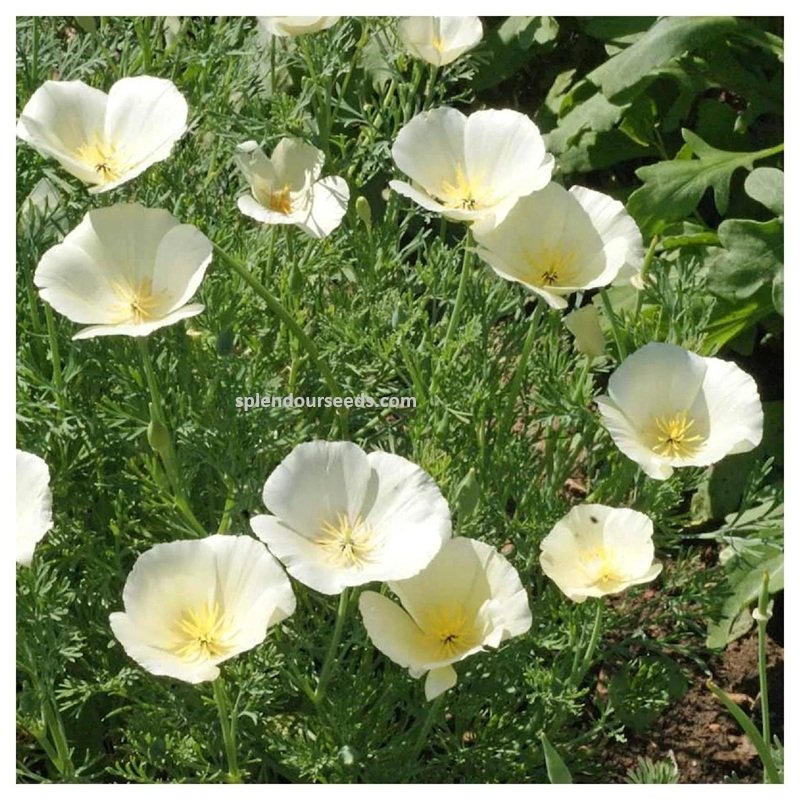 Close-up of California Poppy White flowers showing delicate white cup-shaped blooms ideal for beds and containers.