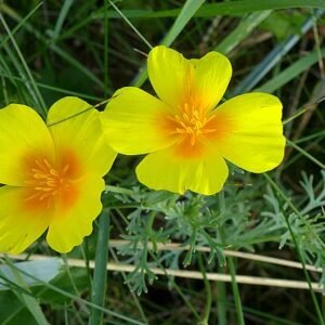 California Poppy Yellow flower seeds for growing bright yellow poppy blooms in gardens, pots, and containers.
