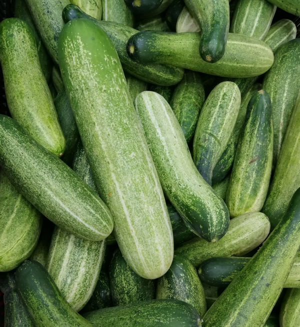 Cucumber vegetable seeds for planting and growing fresh, healthy cucumber plants in home gardens and farms.