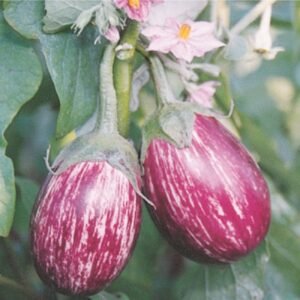 Brinjal CVK vegetable seeds for planting and growing healthy, fresh brinjal plants in home gardens and farms.