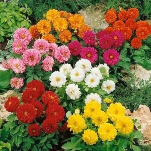Dahlia Unwins Hybrids Mix flower seeds for growing colorful dahlia blooms in gardens, pots, and containers.