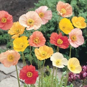 Eschscholzia californica Mix flower seeds for growing colorful California poppy blooms in gardens, pots, and containers.