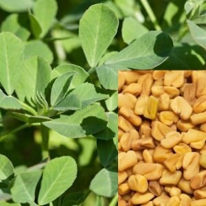 Fenugreek vegetable seeds for planting and growing fresh, healthy methi plants in home gardens and farms.