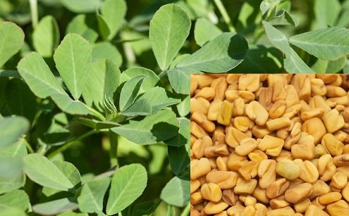 Fenugreek vegetable seeds for planting and growing fresh, healthy methi plants in home gardens and farms.