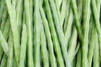 Fresh moringa drumsticks grown from vegetable seeds for planting and growing in home gardens and farms.