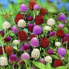 Gomphrena Mix flower seeds for growing colorful globe amaranth blooms in gardens, pots, and containers.