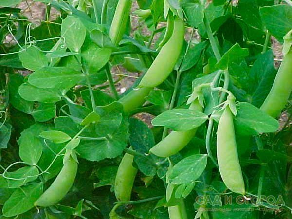 Green pea plant grown from vegetable seeds for planting and growing in home gardens and farms.