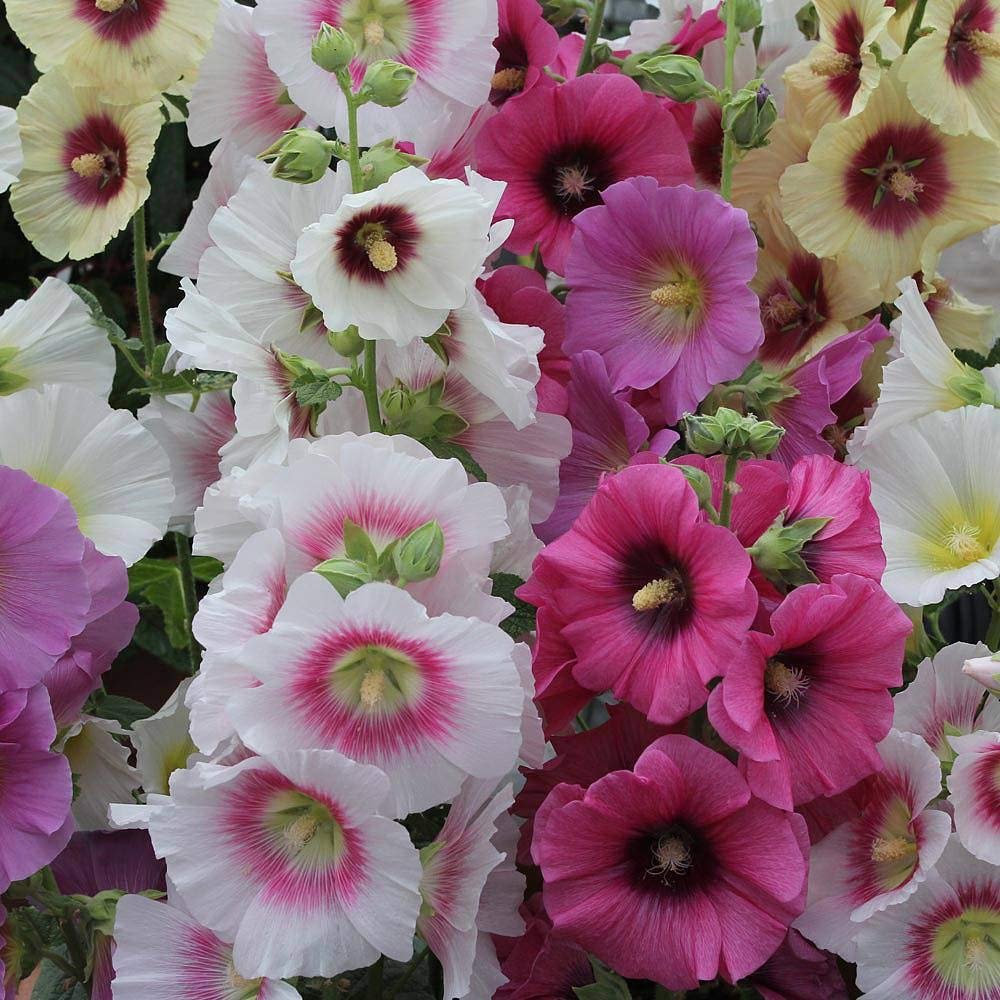 Hollyhock Tall - Image 2