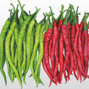 Hot slender chilli vegetable seeds for growing long, slender, spicy green chilli plants in home gardens and farms.