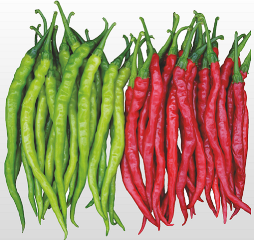 Hot slender chilli vegetable seeds for growing long, slender, spicy green chilli plants in home gardens and farms.