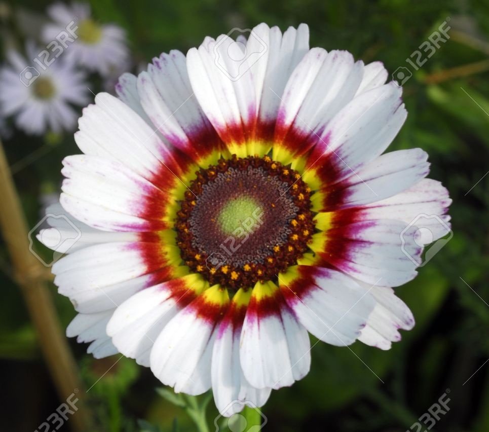 Venidium Fastuosum White - Image 3