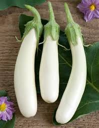 White long brinjal plant with slender white eggplants ready for harvest, grown from Gardeny Seeds vegetable seeds in home gardens and farms.