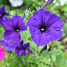 Petunia Blue plants in full bloom, showcasing vivid blue flowers perfect for pots, containers, and garden beds.