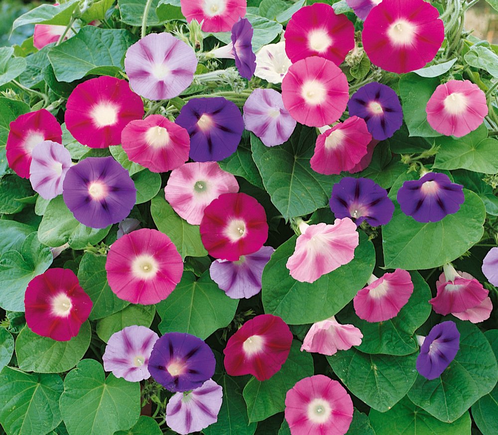 Close-up of Morning Glory flowers showing colorful trumpet-shaped blooms climbing on trellises and fences.