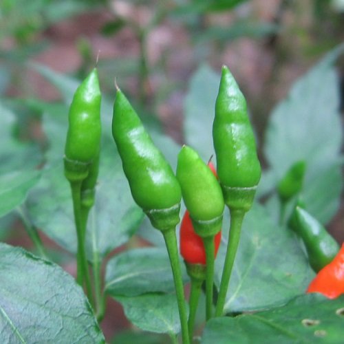 Chilli Kanthari (Bird's Eye Chilli) seeds for planting and growing fresh, spicy, healthy chillies in home gardens and farms.