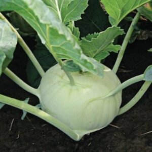 Knol khol vegetable seeds for planting and growing fresh kohlrabi in home gardens and vegetable farms.