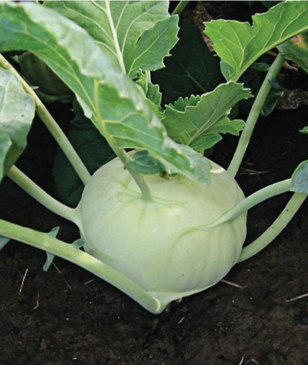 Knol khol vegetable seeds for planting and growing fresh kohlrabi in home gardens and vegetable farms.