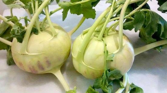 Knol khol (kohlrabi) vegetable seeds for planting and growing fresh, healthy kohlrabi bulbs in home gardens and farms.